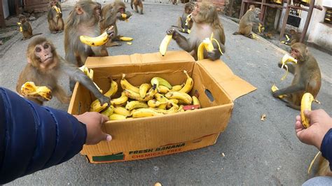 ghetto monkey eating banana|how do monkeys open bananas.